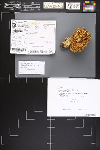 Ramaria largentii image