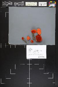 Image Associated With the Occurrence