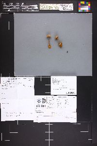 Image Associated With the Occurrence