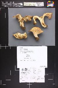 Image Associated With the Occurrence