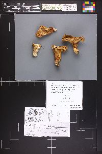 Image Associated With the Occurrence