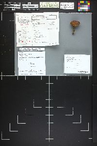 Media resource of Cortinarius rufulus