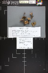 Image Associated With the Occurrence