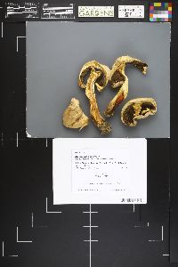 Agaricus didymus image