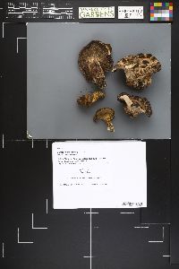 Image Associated With the Occurrence