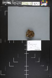 Peziza depressa image