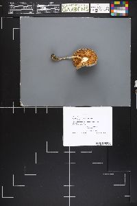 Pluteus arizonicus image