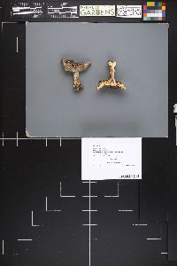 Tricholoma argenteum image