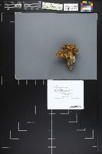 Ramaria magnipes image