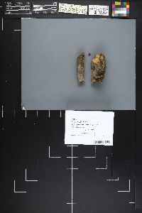 Image Associated With the Occurrence