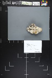 Pseudombrophila merdaria image