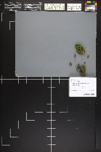 Inocybe subexilis image