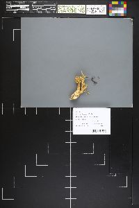 Ramaria rubiginosa image