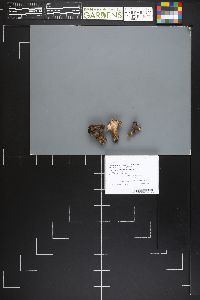 Sarcodon leucopus image