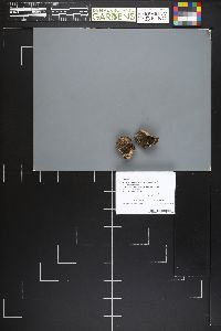 Sarcodon leucopus image
