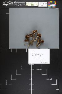 Cortinarius ionophyllus image
