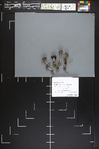 Cortinarius decipiens image