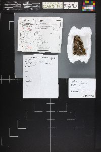 Chromosera lilacifolia image
