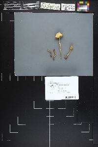 Image Associated With the Occurrence