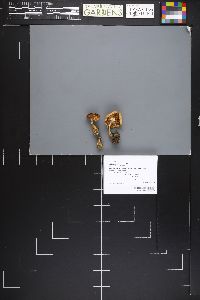 Hebeloma incarnatulum image