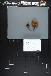 Cortinarius chrysolitus image