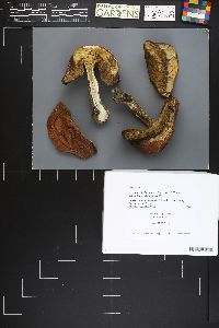 Leccinum fibrillosum image