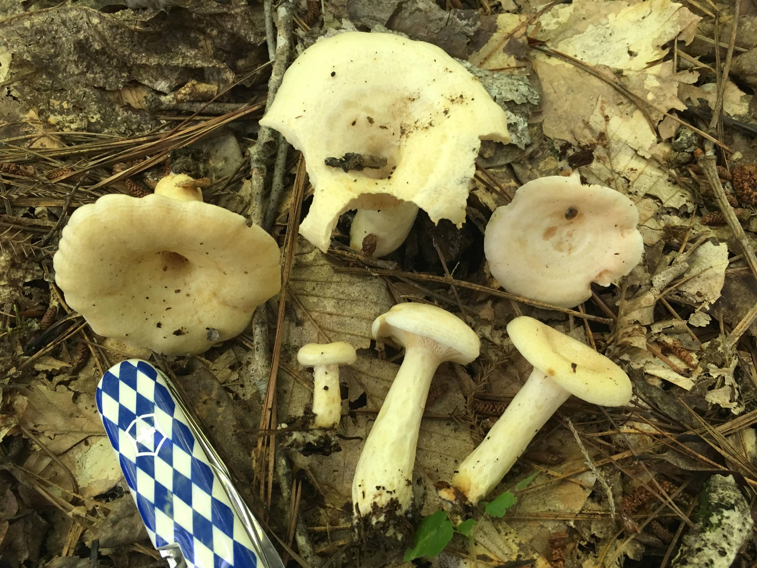 Lactarius maculatipes thumbnail