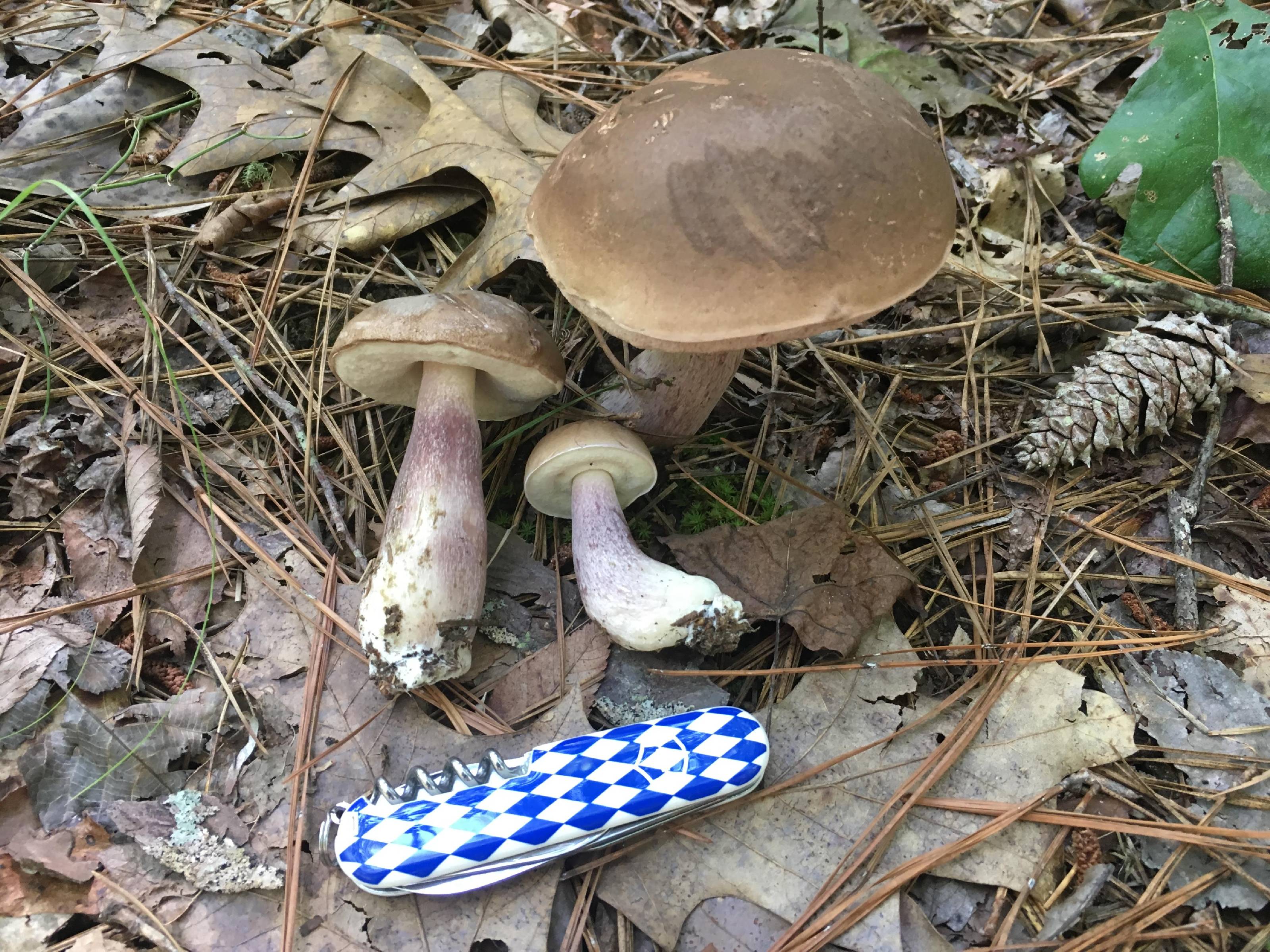 Tylopilus plumbeoviolaceus thumbnail