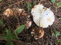 Russula compacta image