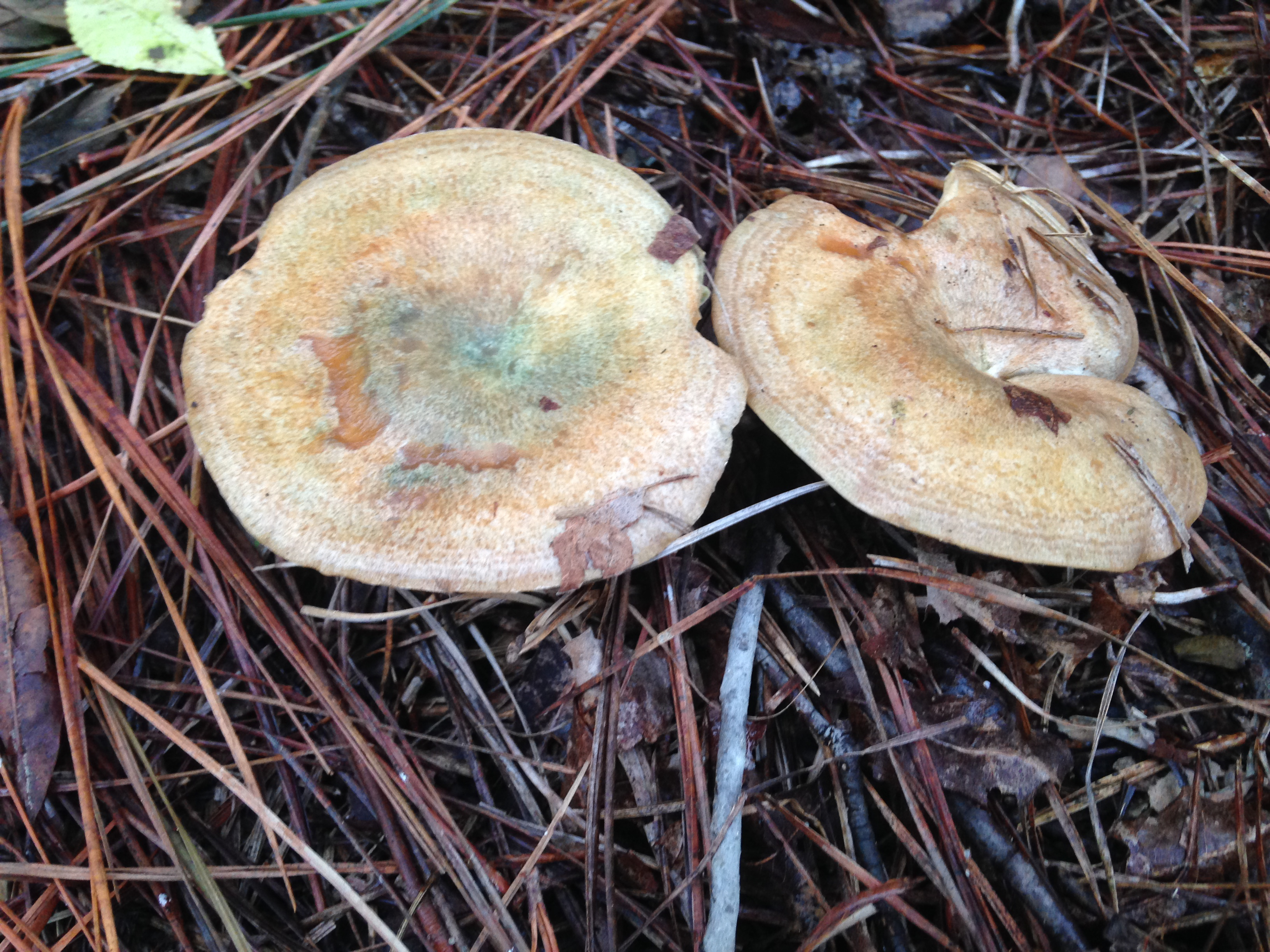 Lactarius paradoxus thumbnail