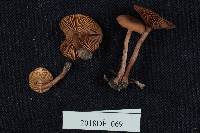Lactarius fragilis image