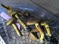 Cortinarius semisanguineus image