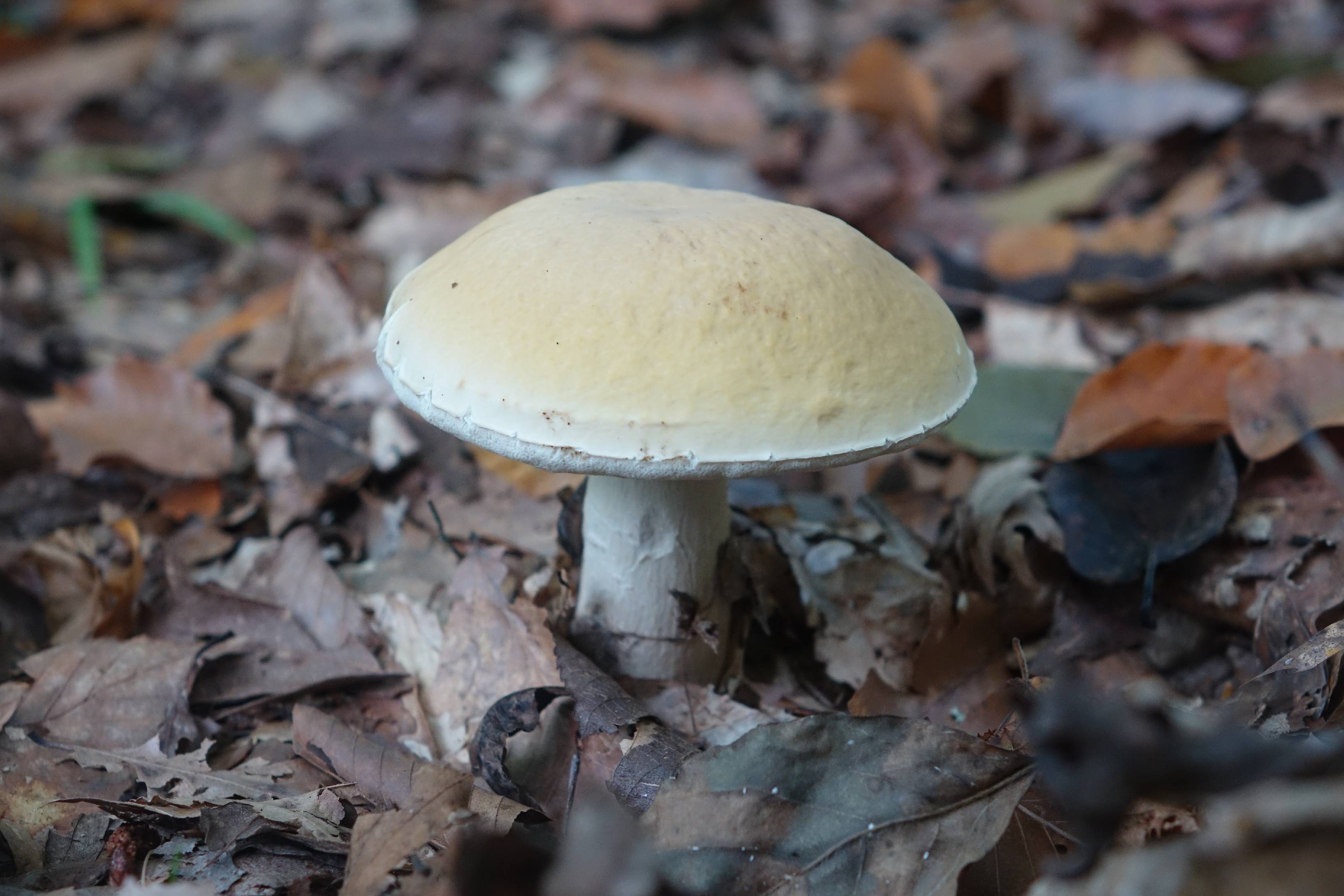 Boletus nobilis thumbnail