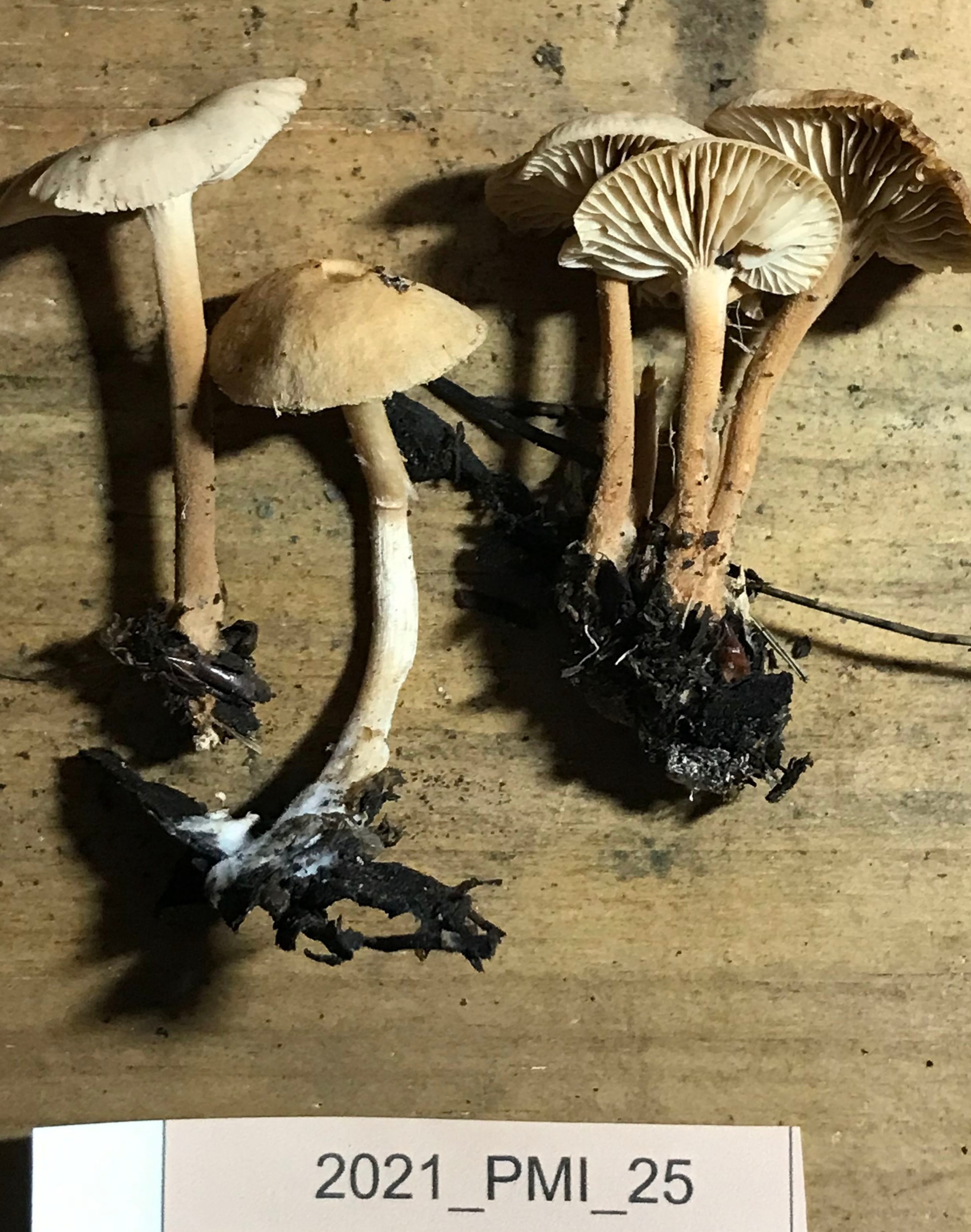 Gymnopus