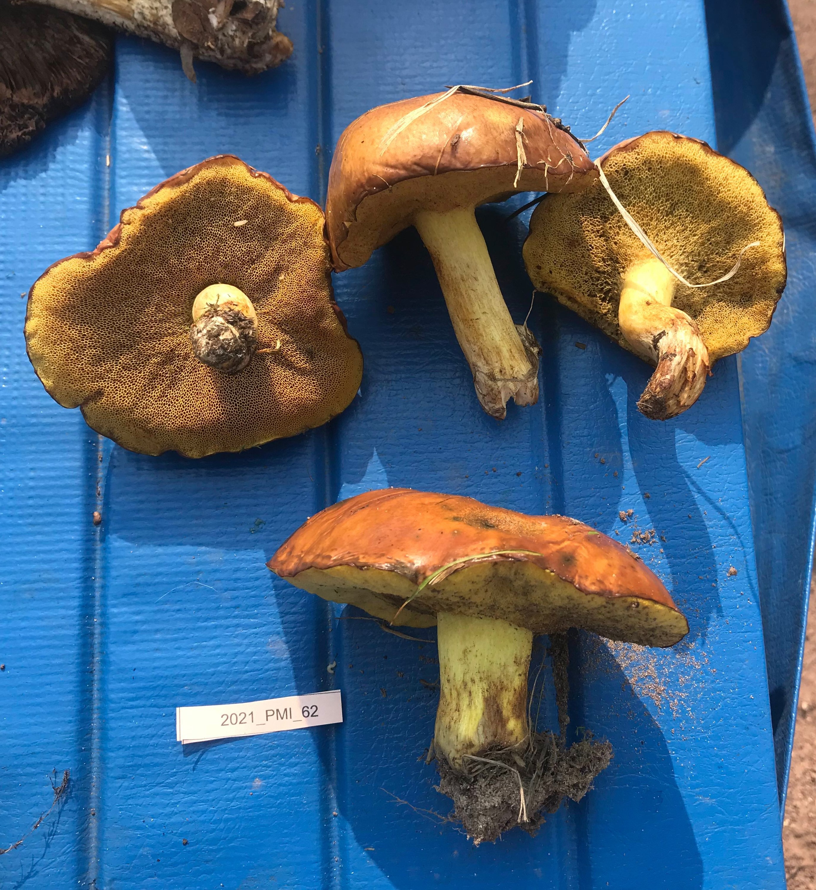 Suillus brevipes