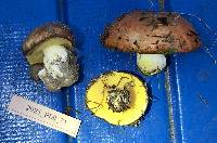 Suillus brevipes image