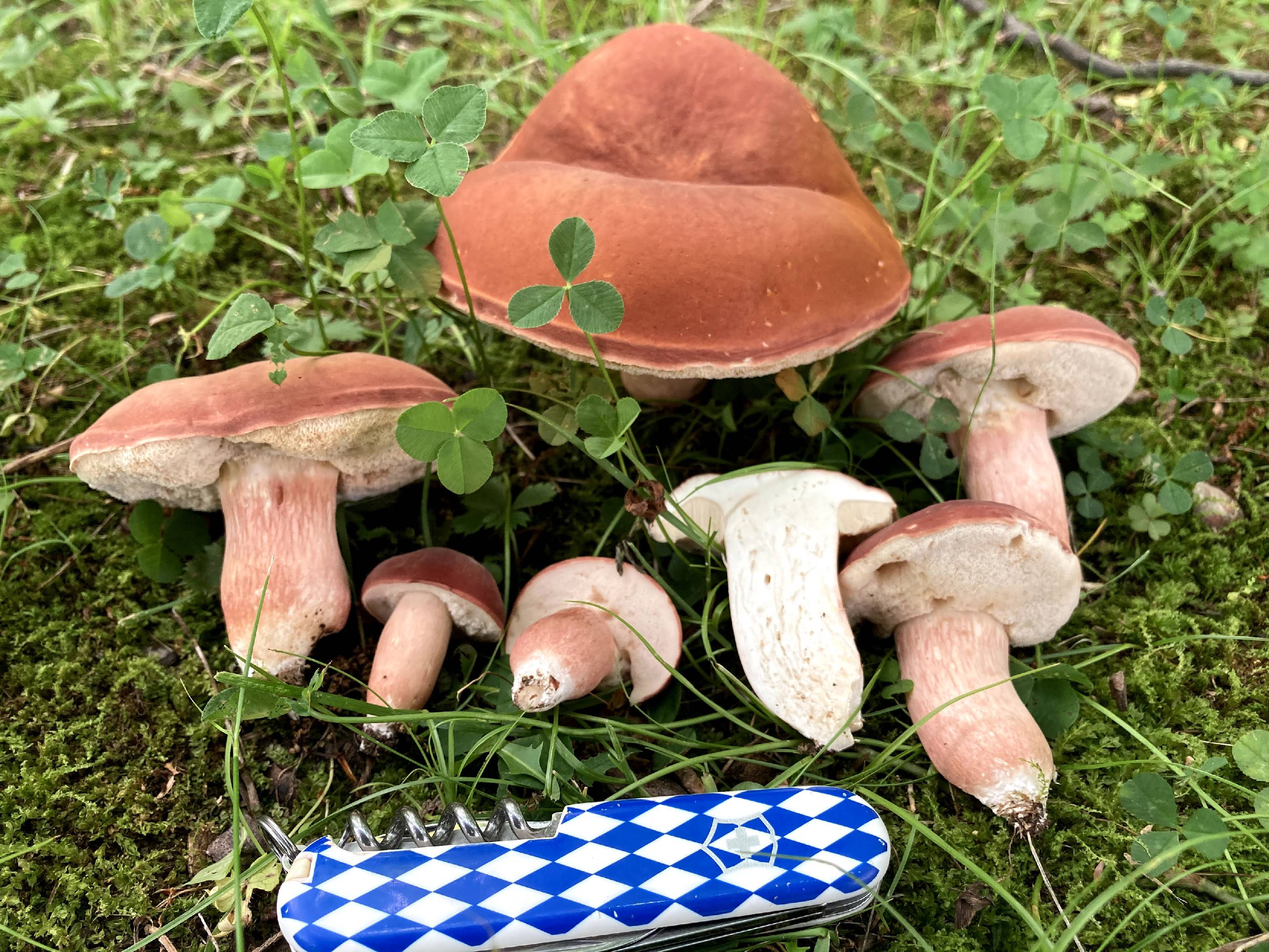 Xanthoconium purpureum thumbnail