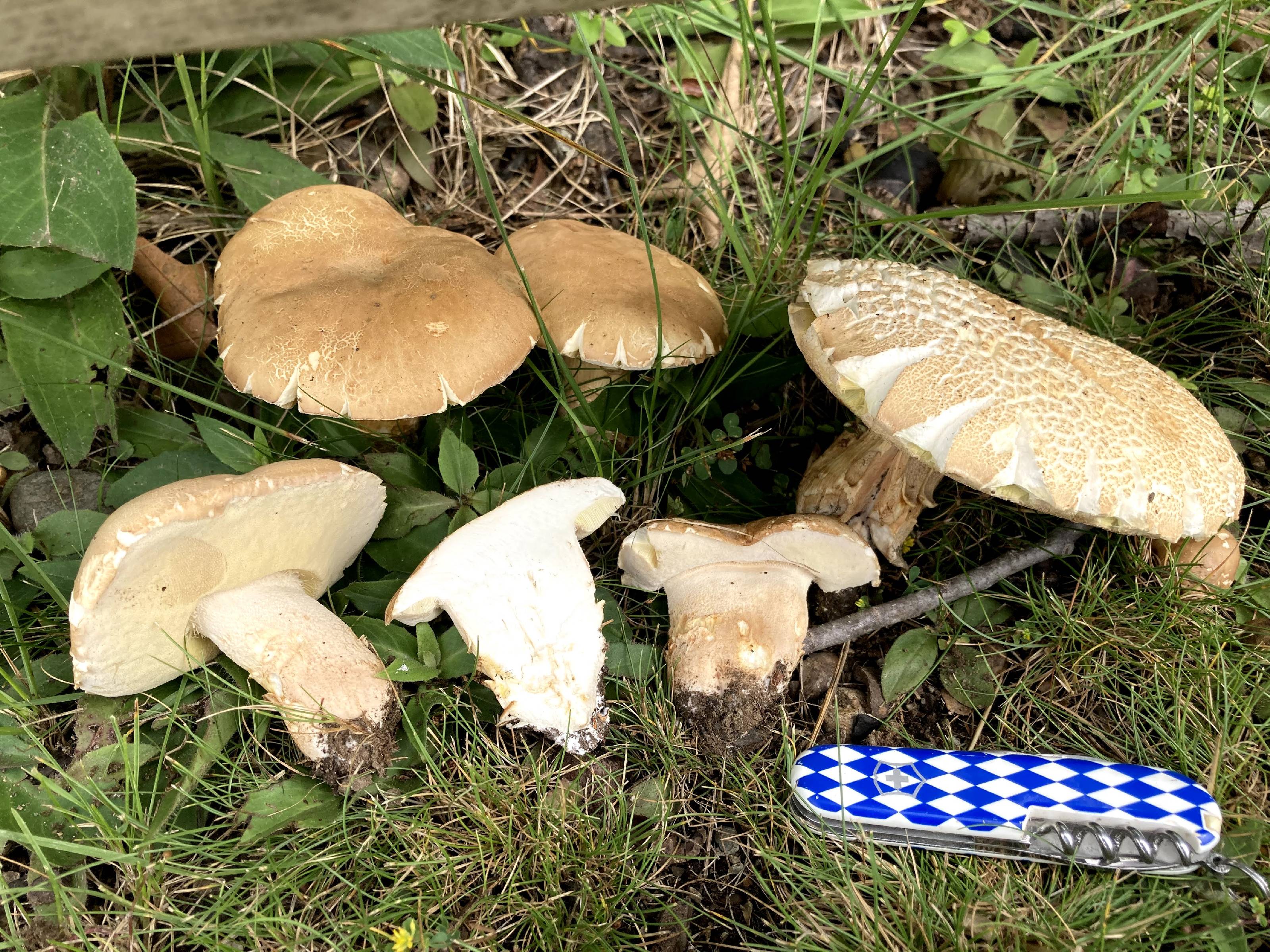 Boletus variipes