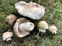 Russula crustosa image