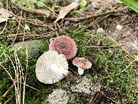 Russula subtilis image