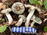 Russula parvovirescens image