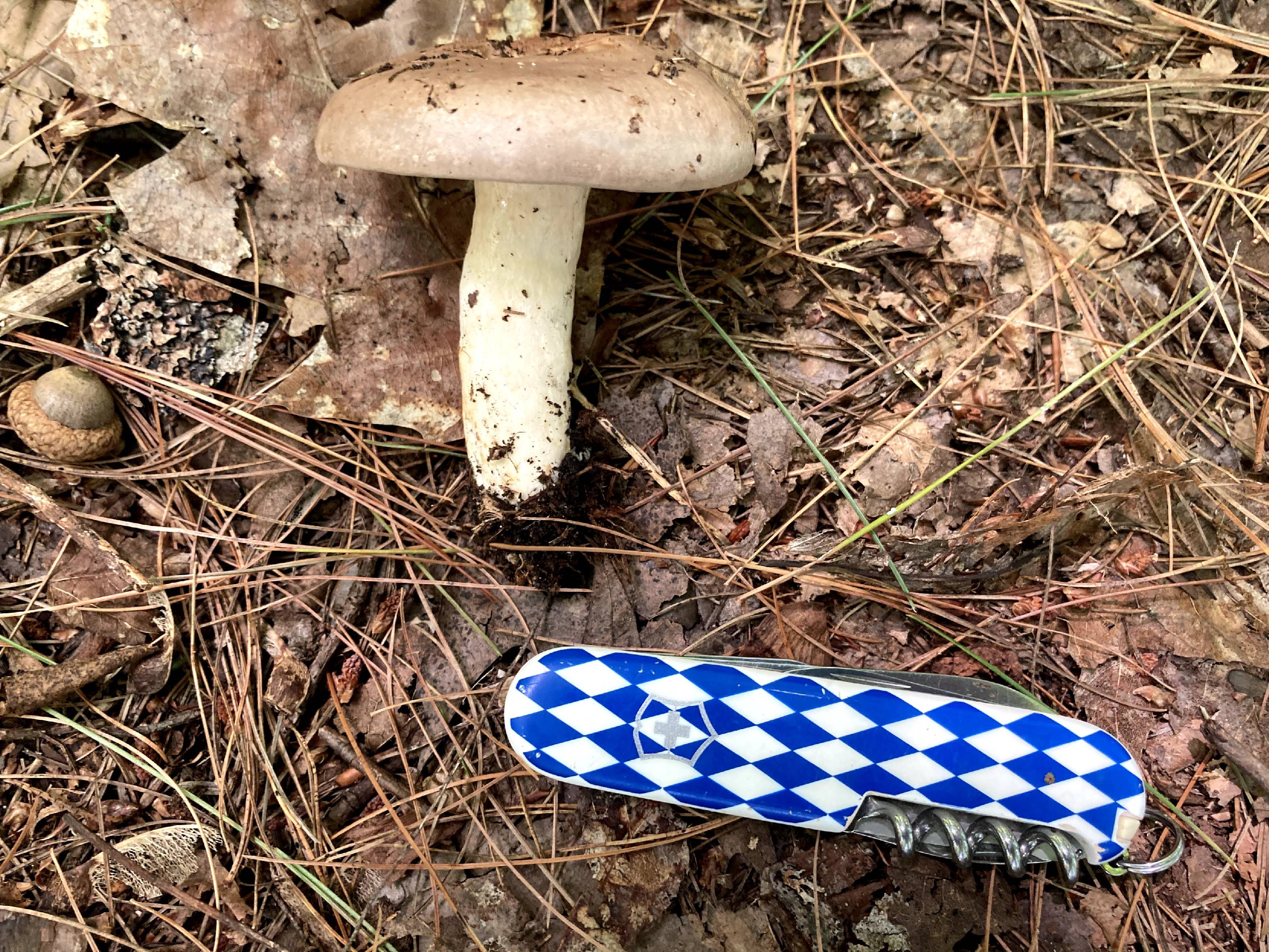 Lactarius argillaceifolius thumbnail