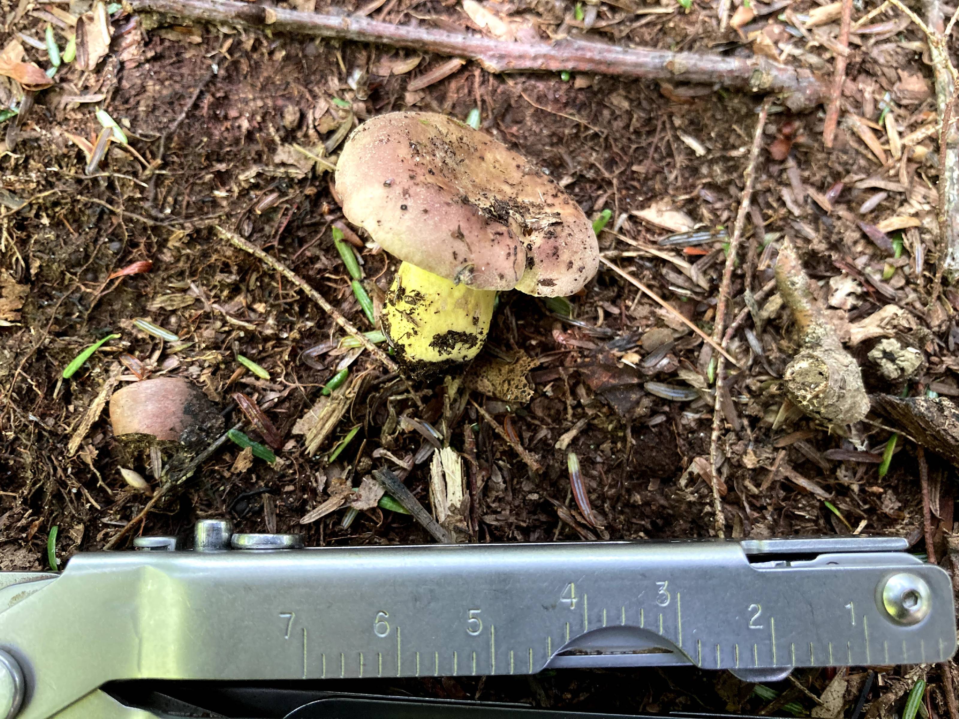 Hypomyces luteovirens thumbnail