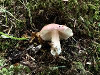 Russula subtilis image
