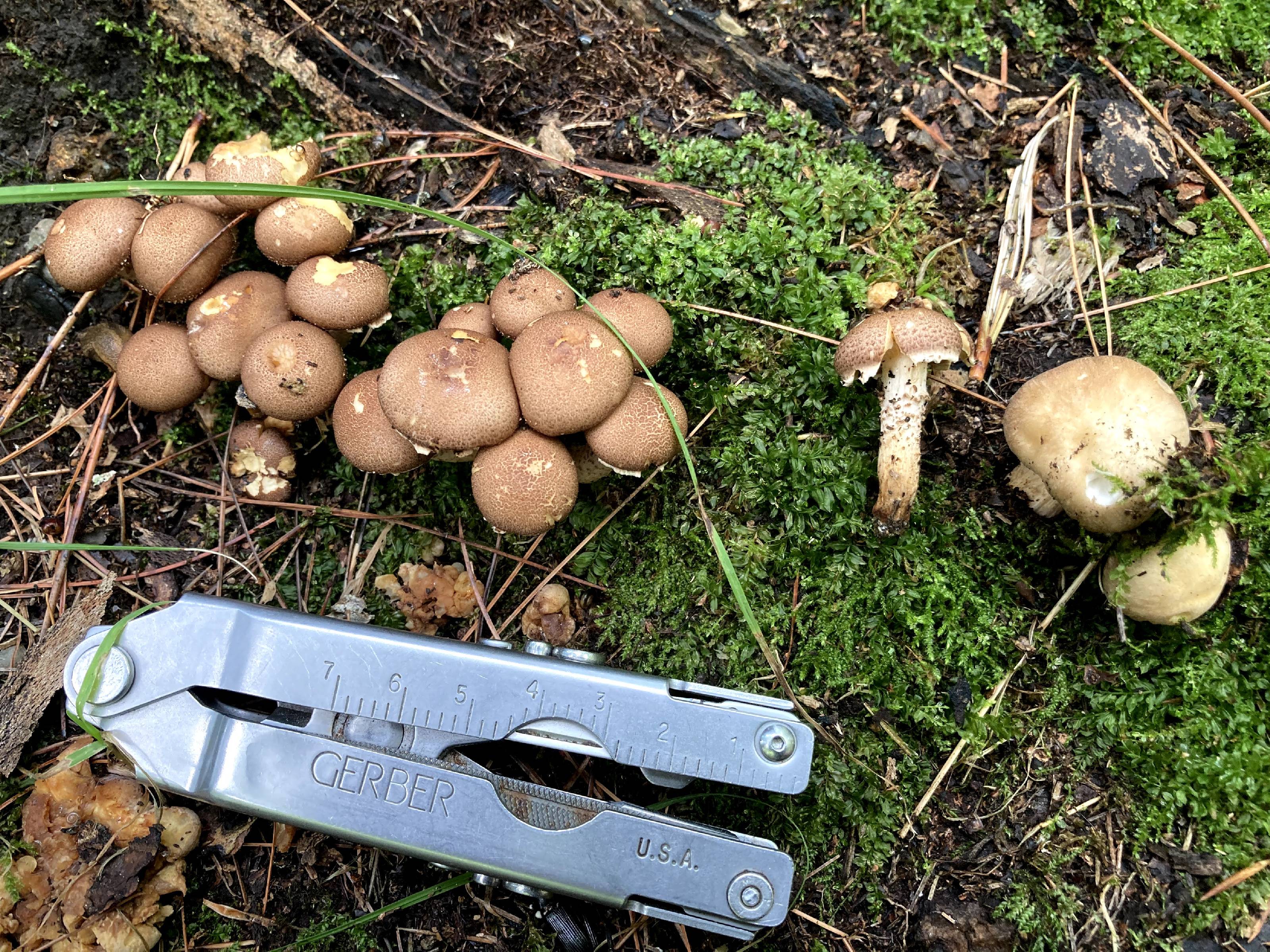 Armillaria gallica thumbnail