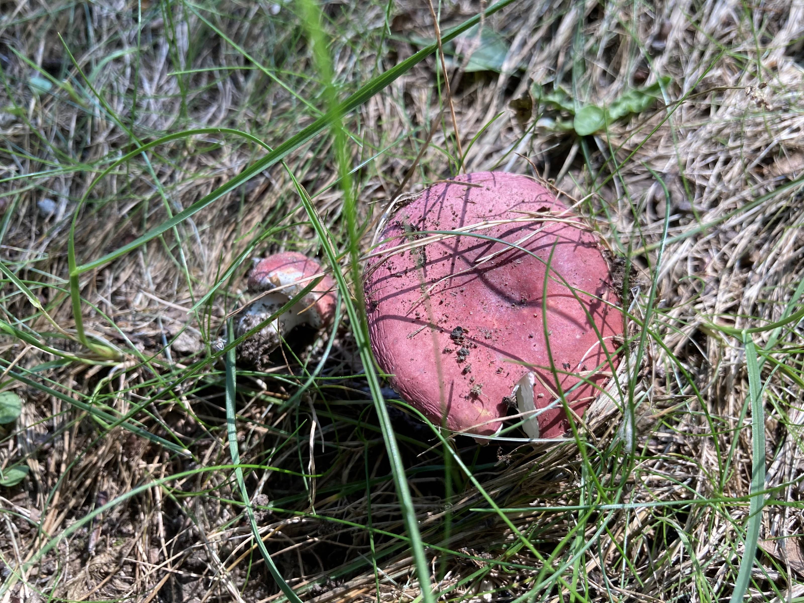 Russula vinosa thumbnail