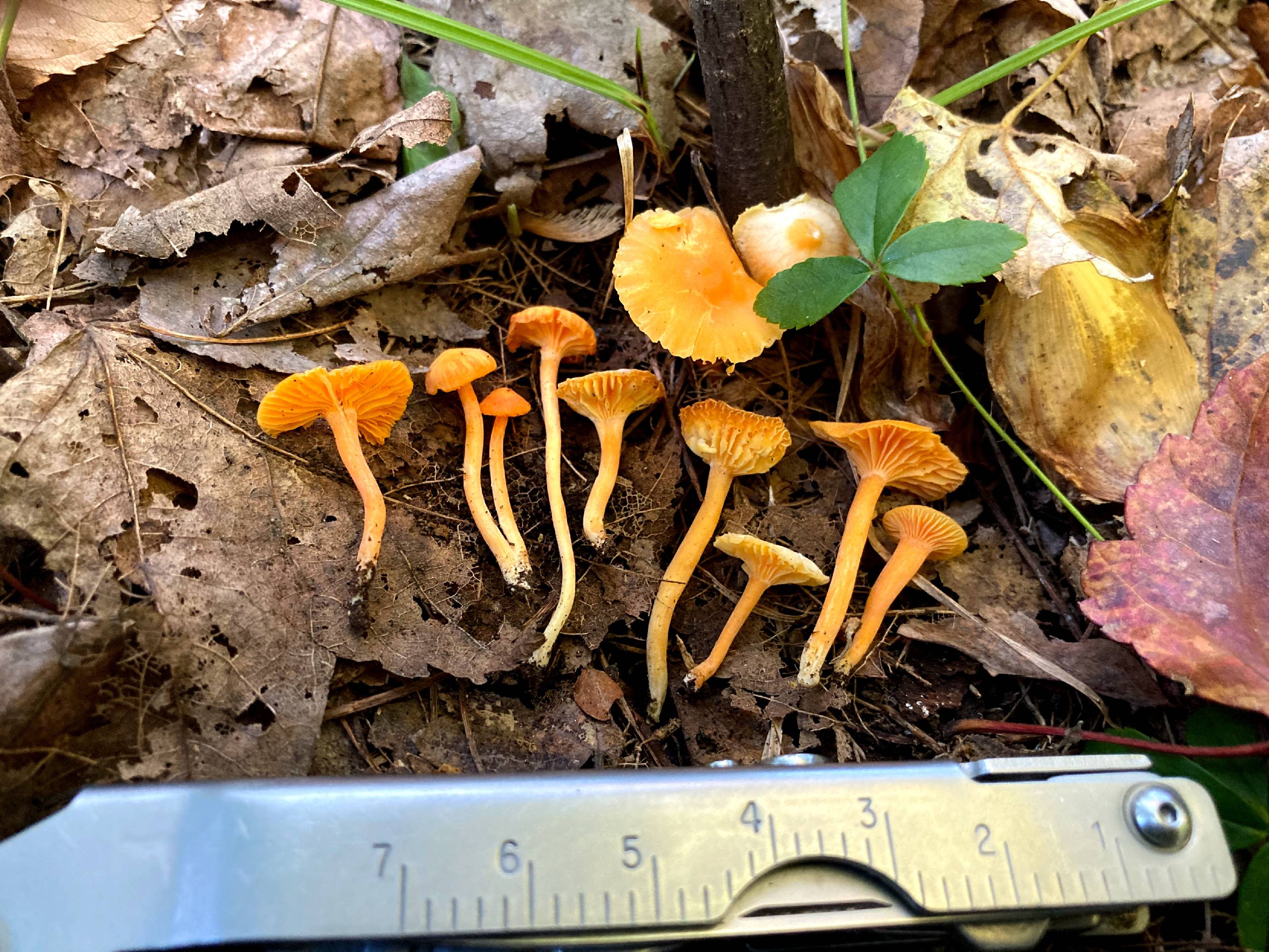 Humidicutis marginata thumbnail