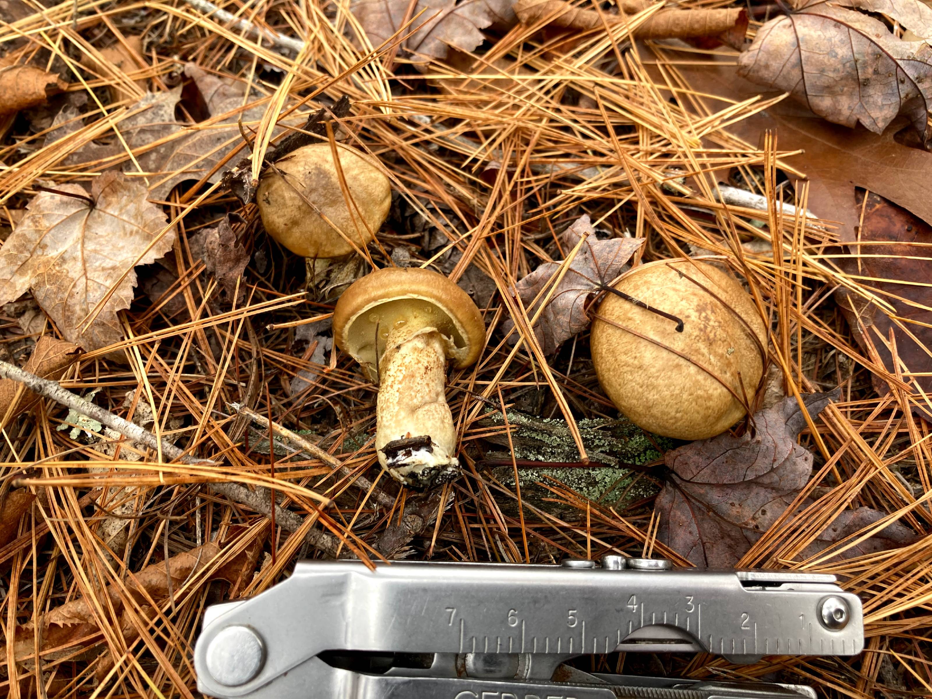 Suillus acidus