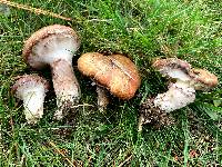 Suillus luteus image