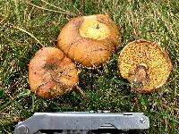 Suillus luteus image